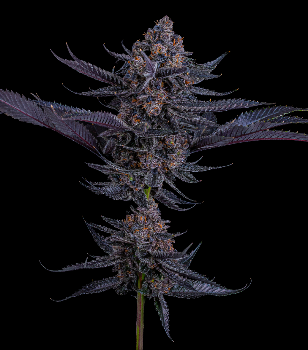 SCARLET COOKIES