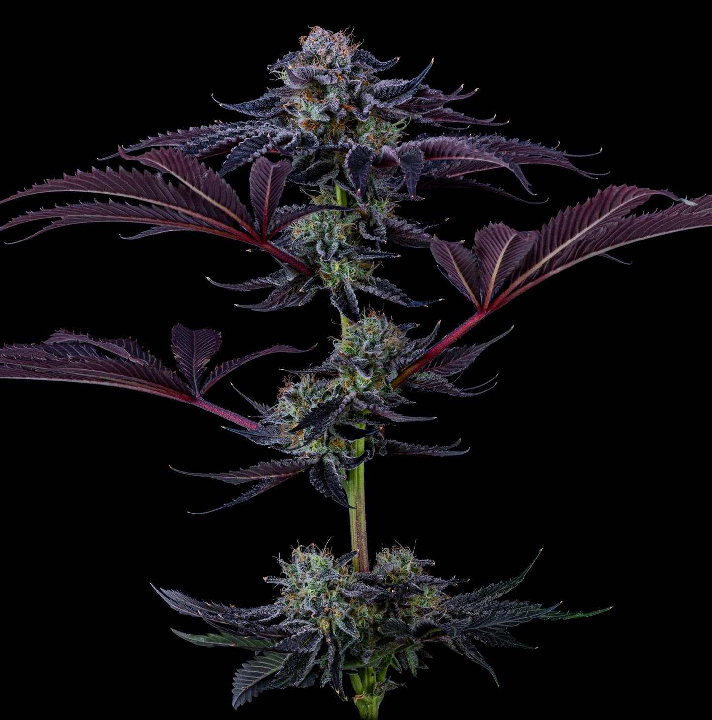 SCARLET COOKIEZ