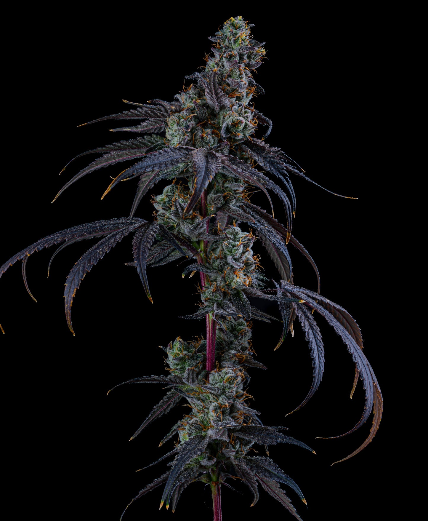 SCARLET (HAZE) DREAM